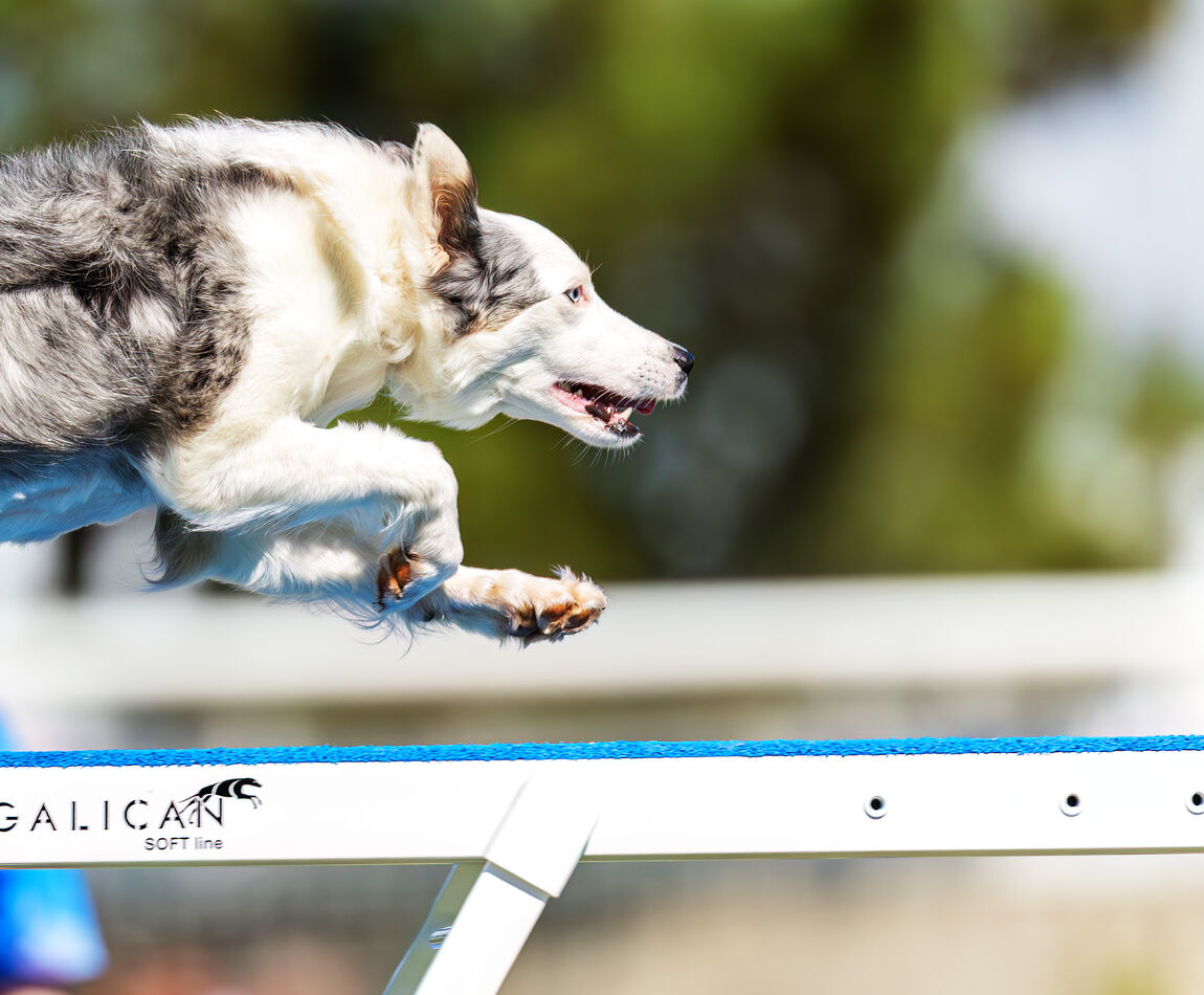 Border Collie saltando un obstaculo en una competicion de agility